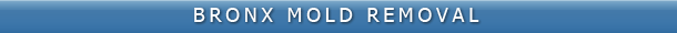 Bronx Mold Removal