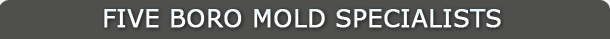 Five Boro Mold Specialists