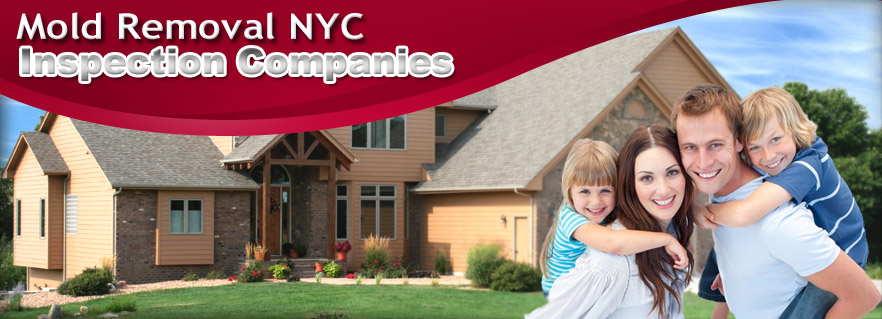 Mold Removal NYC Inspection Companies